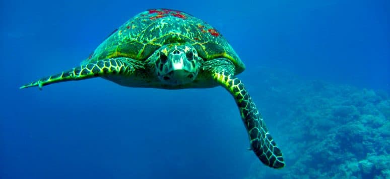 Plongée sous-marine